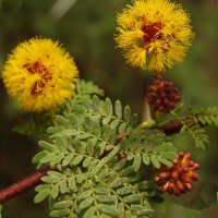 Vachellia eburnea (L.f.) P.J.H.Hurter & Mabb.